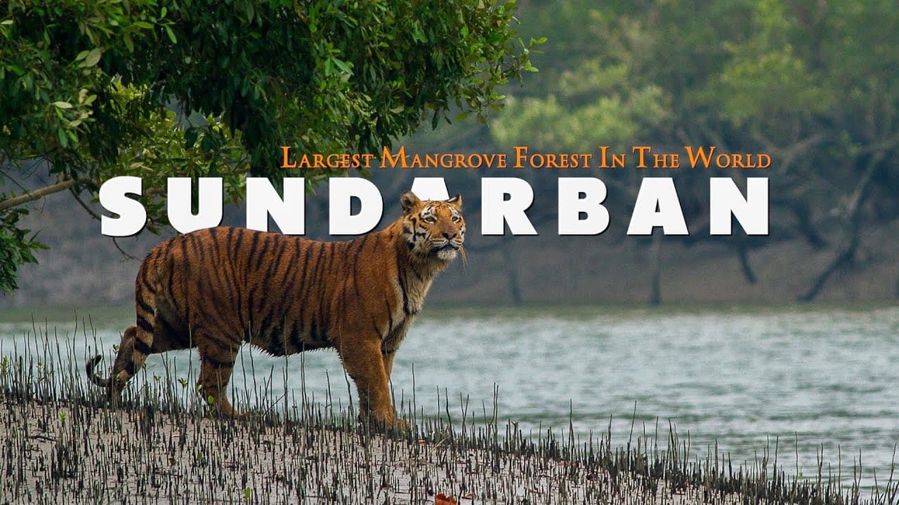 Visiting the Sundarbans