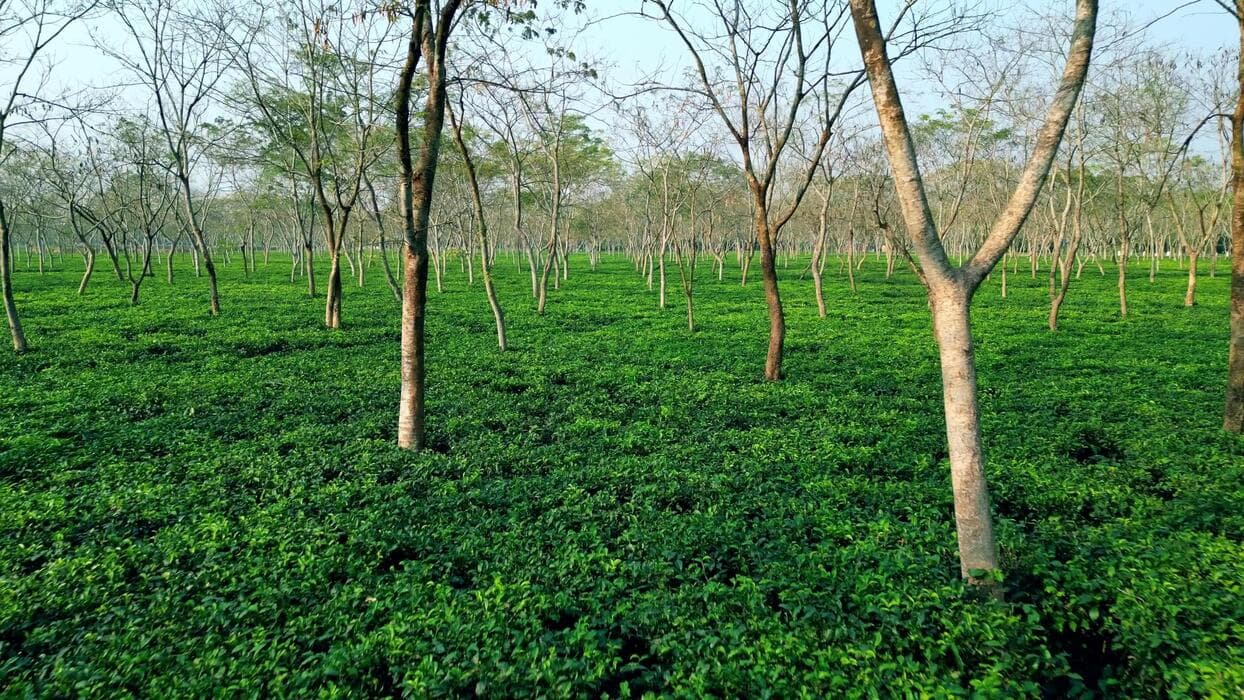 Jaflong view